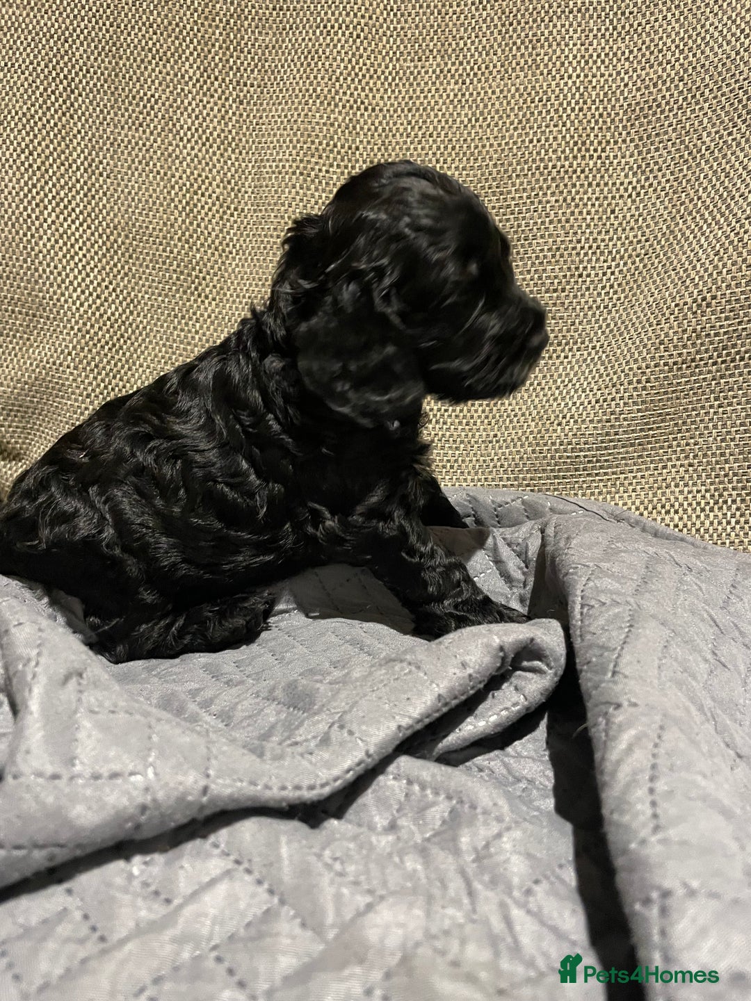 Cockapoo dogs for sale: F1 Cockerpoo pups. KC parents & health tests - Image 17