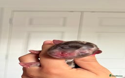 Chihuahua dogs for sale: Chocolate Merle Longhair Chihuahua,1boy 1girl left - Image 15