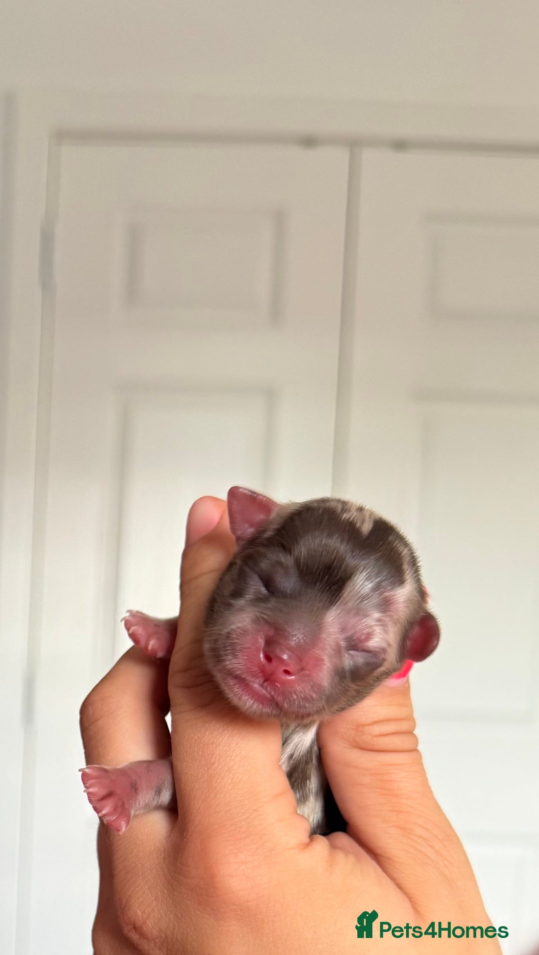 Chihuahua dogs for sale: Chocolate Merle Longhair Chihuahua,1boy 1girl left - Image 15