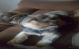 Yorkshire Terrier dogs for sale: Yorkshire terrier  - Image 3
