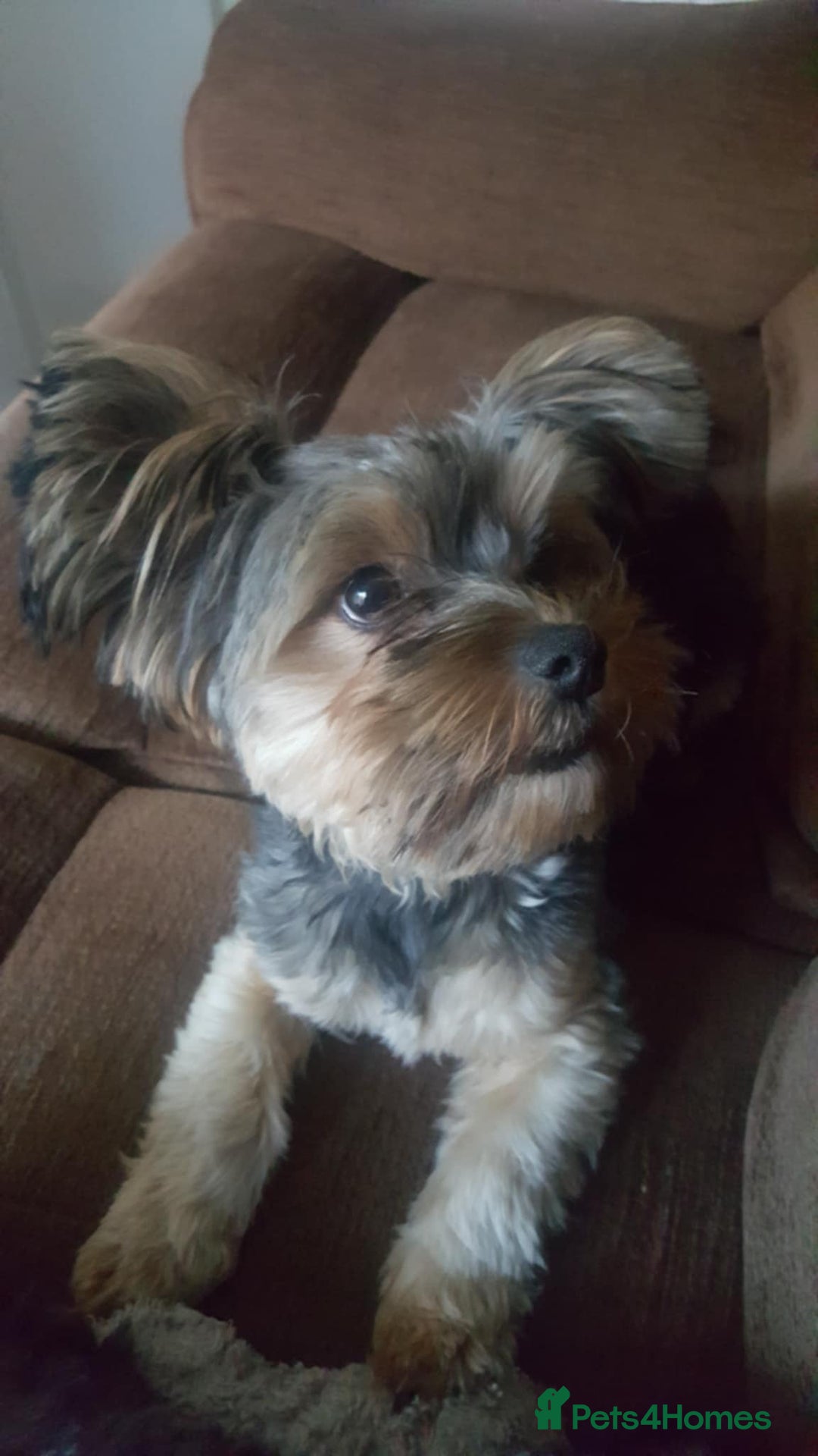 Yorkshire Terrier dogs for sale: Yorkshire terrier  - Image 3