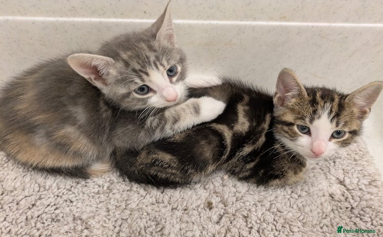 Mixed Breed cats - Advert 2