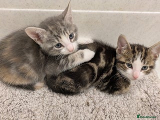 Mixed Breed cats - Advert 10