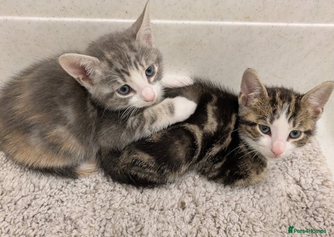 Mixed Breed cats - Advert 2