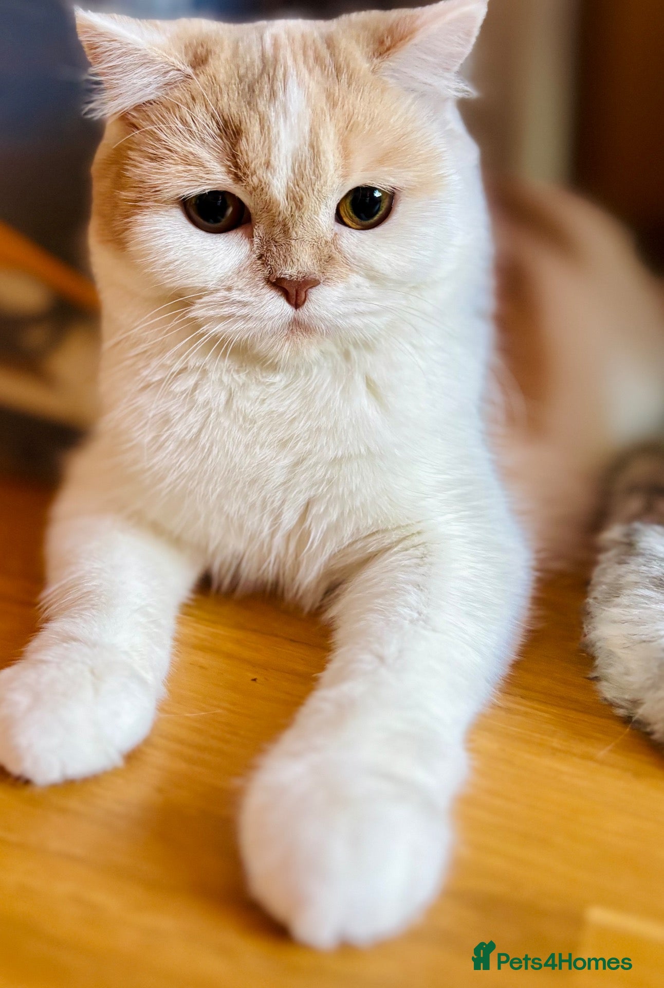 Scottish Fold cats Unique Pedigree Adorable Scottish Fold Kittens  - Advert 4