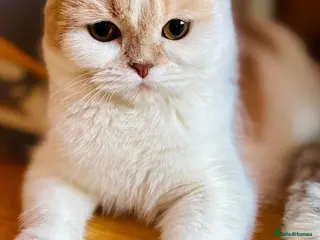 Scottish Fold cats Unique Pedigree Adorable Scottish Fold Kittens - Advert 4