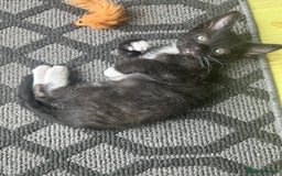 Mixed Breed cats for sale: 4 Siamese Cross kittens for sale - Image 3