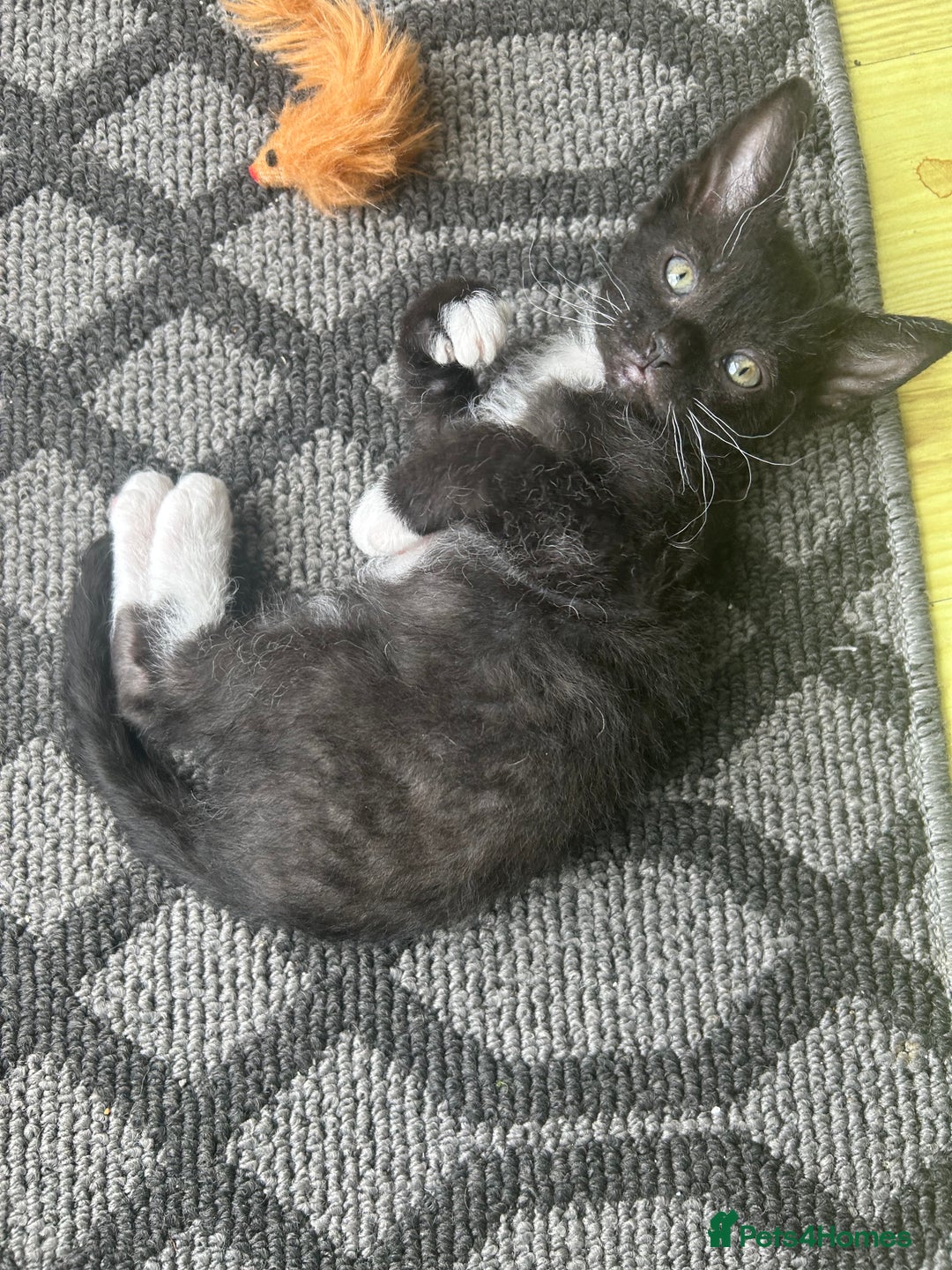 Mixed Breed cats for sale: 4 Siamese Cross kittens for sale - Image 3