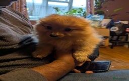 Pomeranian dogs for sale: 2 LEFT!! Purebred Cute fluffy Pomeranian Puppies! - Image 12