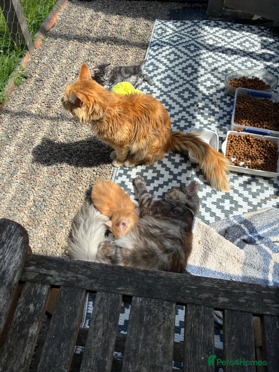 Maine Coon cats for sale: Maine coon  - Advert 27