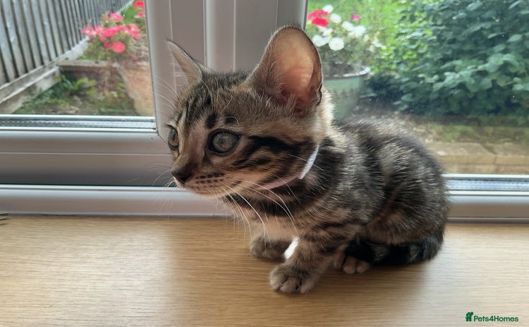 Bengal cats - Advert 15