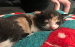 British Shorthair cats for sale: Female kittens  - Advert 4