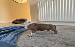 English Bull Terrier dogs for sale: 5* Stunning English Bull Terrier Pups  - Image 3