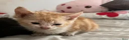 Mixed Breed cats for sale: Last 2 kittens left - Advert 6