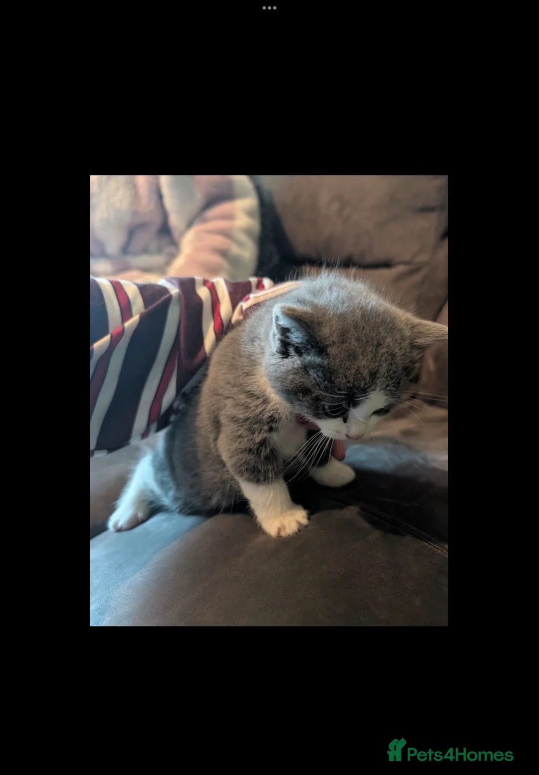 British Shorthair cats for sale: British shorthair kittens  - Advert 4
