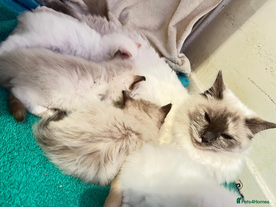 Ragdoll cats for sale: 4 Ragdoll Kittens - Advert 6