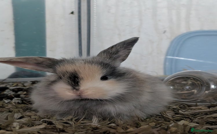 English Lop rabbits - Advert 1