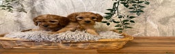 Cavapoo dogs for sale: Beautiful F1 Cavapoos  - Advert 7