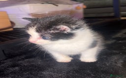 Turkish Van cats for sale: Turkish van kittens - Image 4