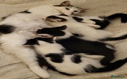 British Shorthair cats for sale: Beautiful kittens for sale - Image 2