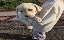 Labrador Retriever dogs for sale: Kc registered Labrador puppies  - Image 14
