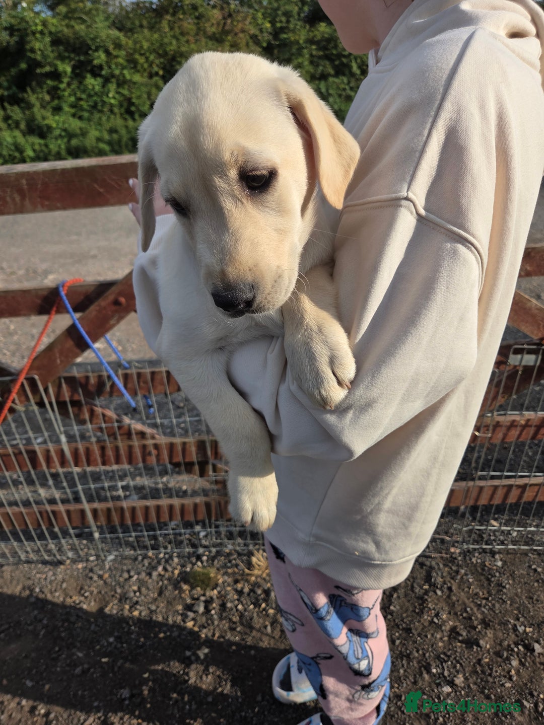 Labrador Retriever dogs for sale: Kc registered Labrador puppies  - Image 14
