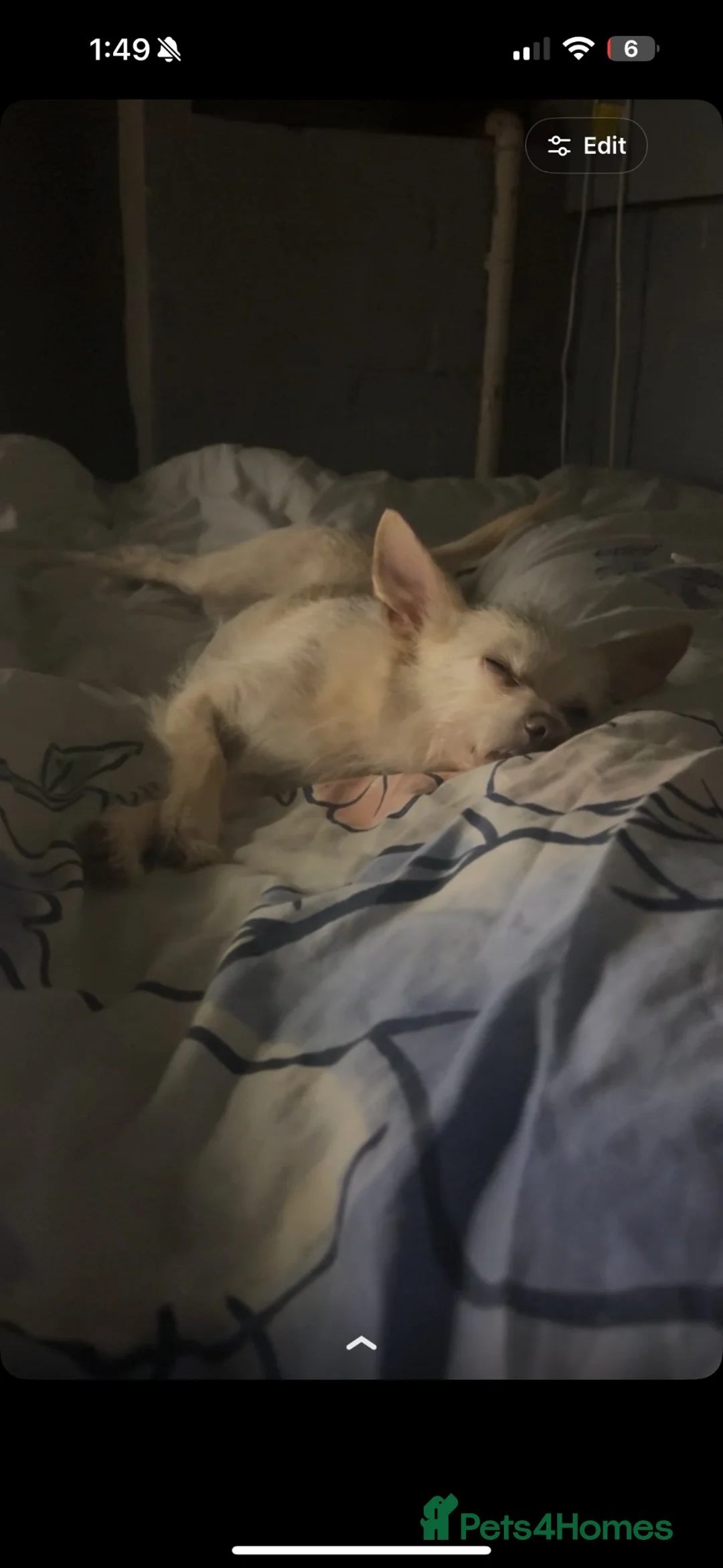 Mixed Breed dogs for sale: April in South Croydon - Advert 5