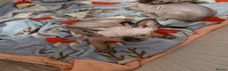 Sphynx cats for sale: Sphynx kitten for sale - Advert 4
