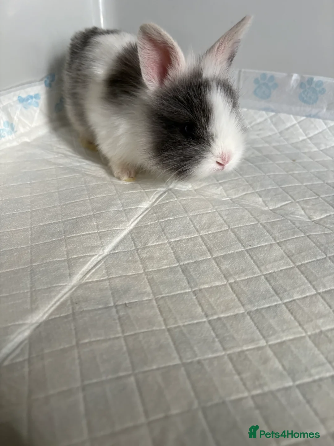 Lionhead rabbits for sale: Baby lion head rabbits  - Advert 7