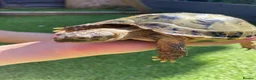 Tortoise reptiles for sale: Horsefield totoise in Runcorn - Advert 4
