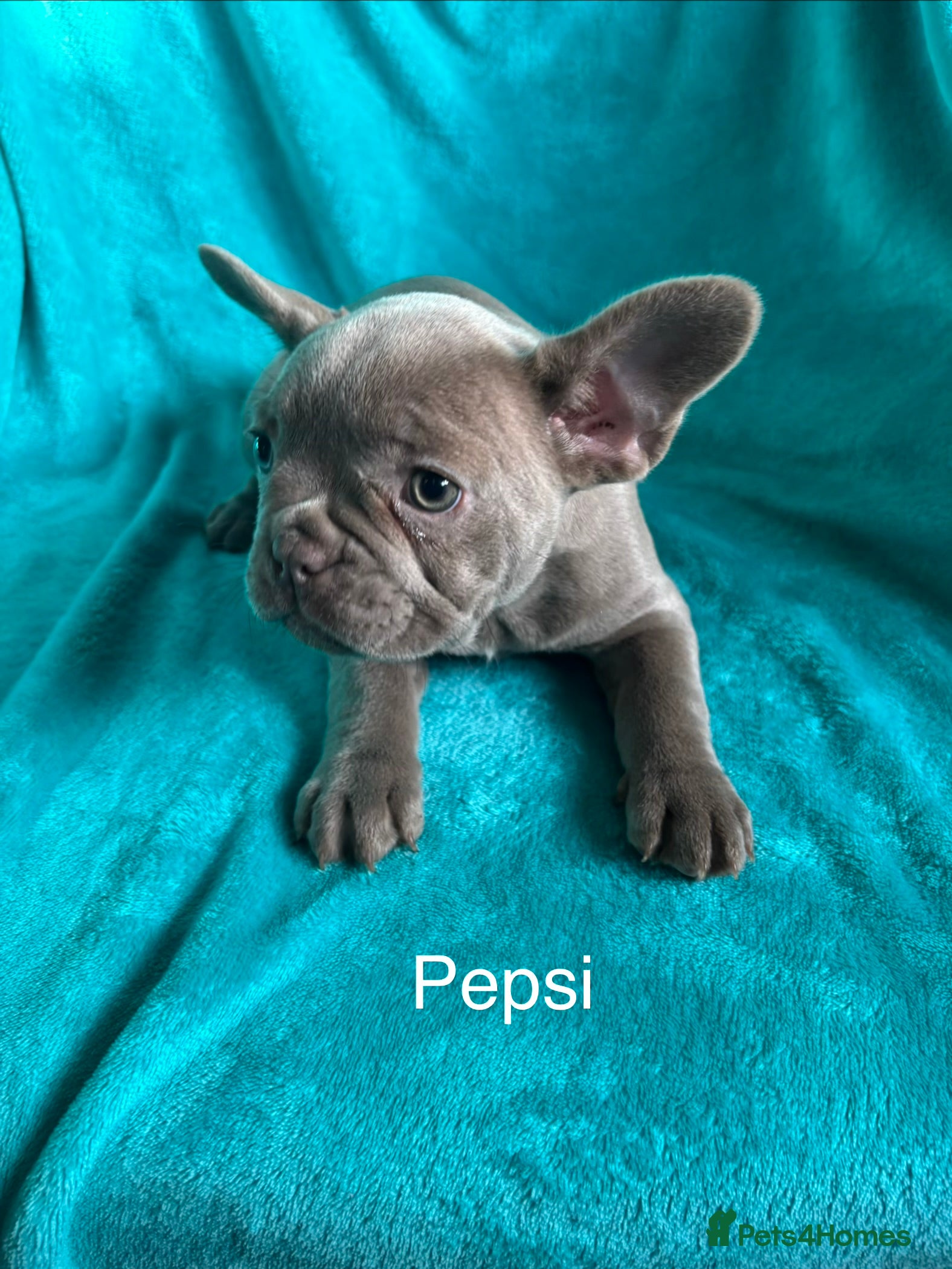 French Bulldog dogs Lovely Frenchies looking for a new home - Advert 5