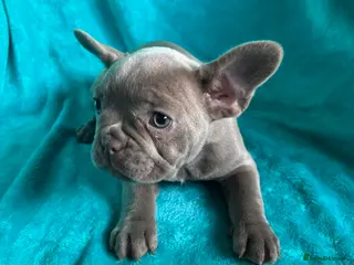 French Bulldog dogs Lovely Frenchies looking for a new home - Advert 5