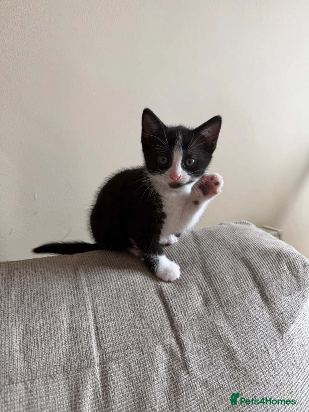 Mixed Breed cats for sale: Mixed kittens for sale in Alford - Advert 2