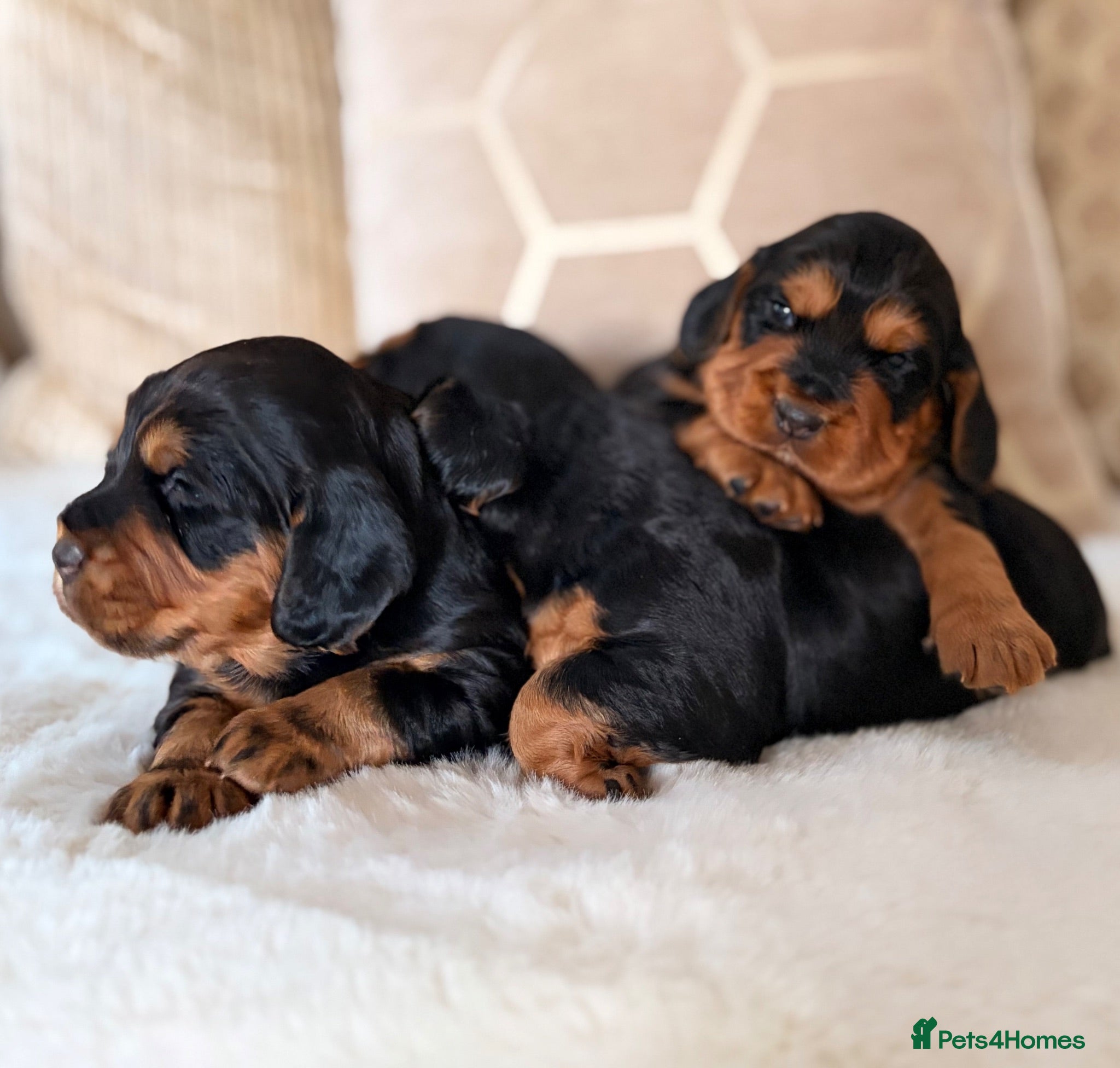 Cocker Spaniel dogs BEAUTIFUL , BLACK-TAN , KC REG , FEMALE COCKER PUP - Advert 1