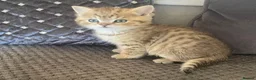 British Shorthair cats for sale: TICA reg black golden kittens  - Advert 21