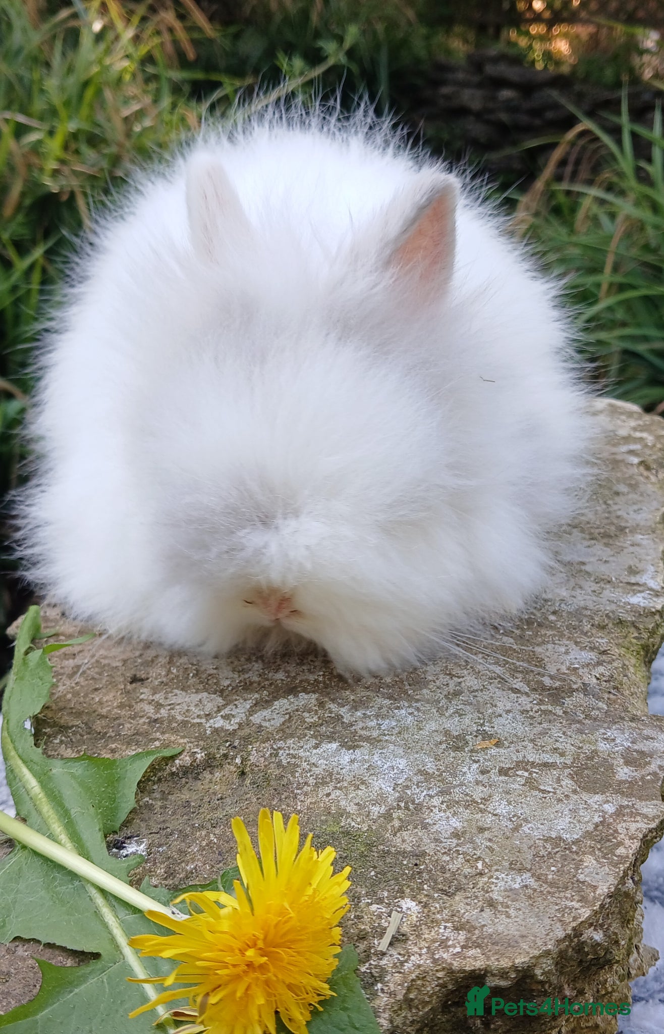 Lionhead rabbits Stunning DM lionhead baby rabbit - Advert 15