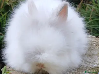 Lionhead rabbits Stunning DM lionhead baby rabbit - Advert 15