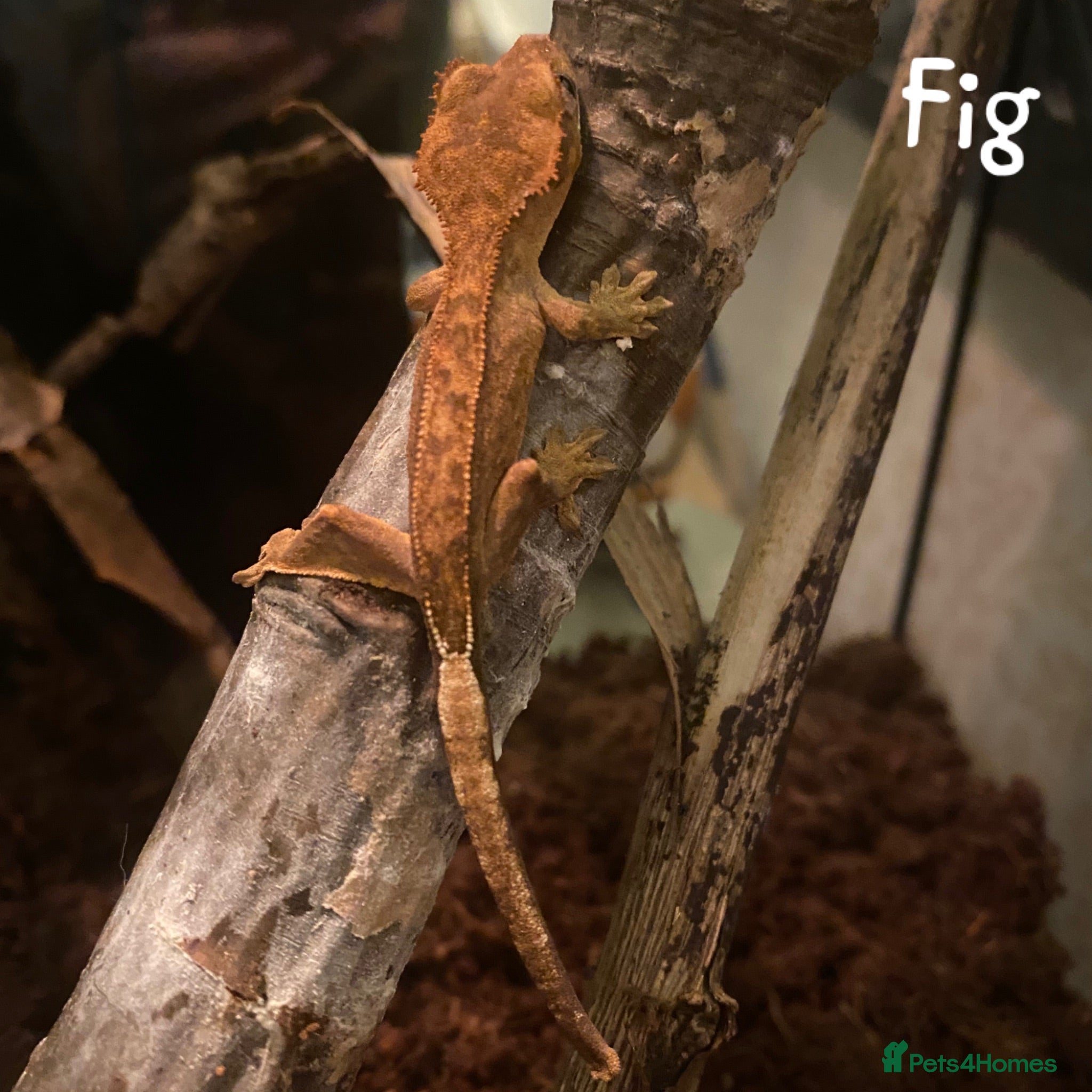 Gecko reptiles 2x Juvenile Crested Geckos  - Advert 13