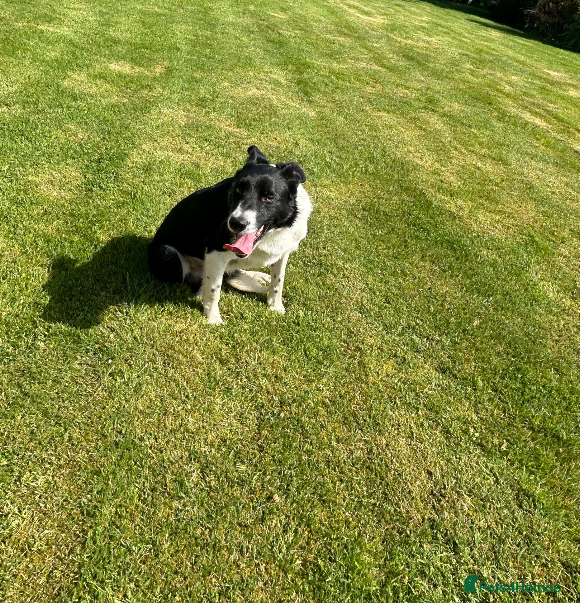 Border Collie dogs Mick  - Advert 7