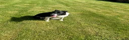 Border Collie dogs for sale: Mick  - Advert 1