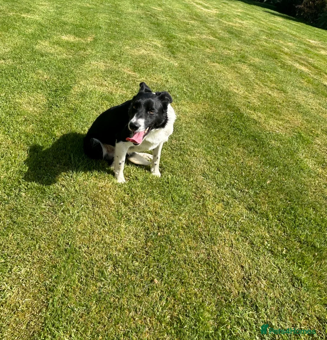 Border Collie dogs for sale: Mick  - Advert 1