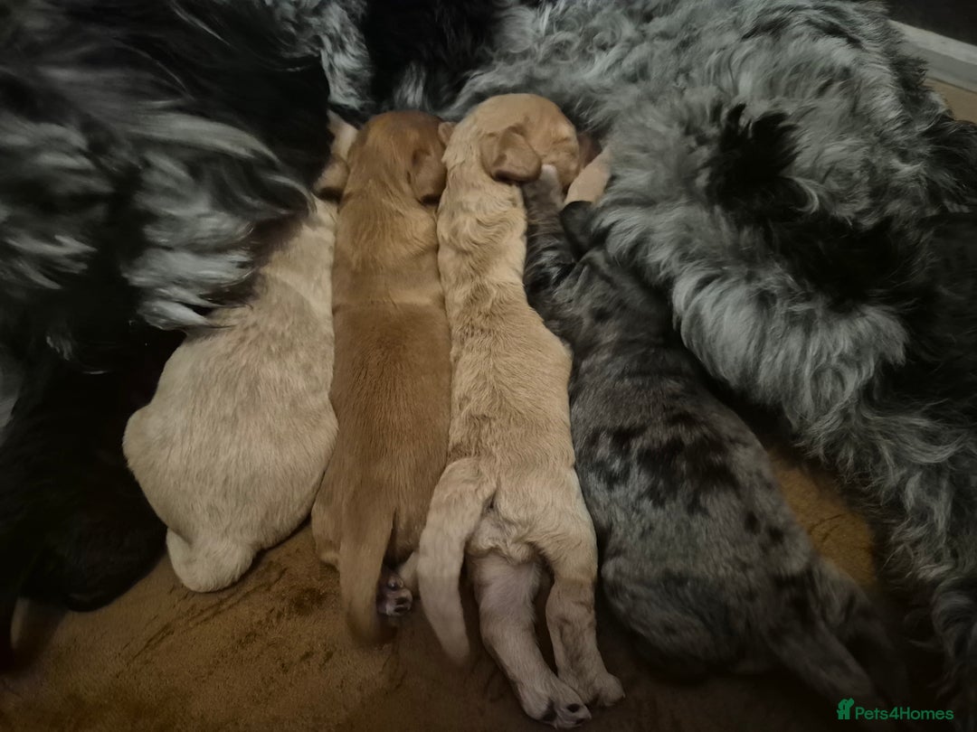 Cockapoo dogs for sale: Loving forever homes wanted. Perfect Cockapoo's.   - Image 3