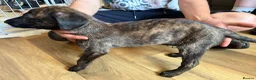 Lurcher dogs for sale: Lurcher pups  - Advert 6