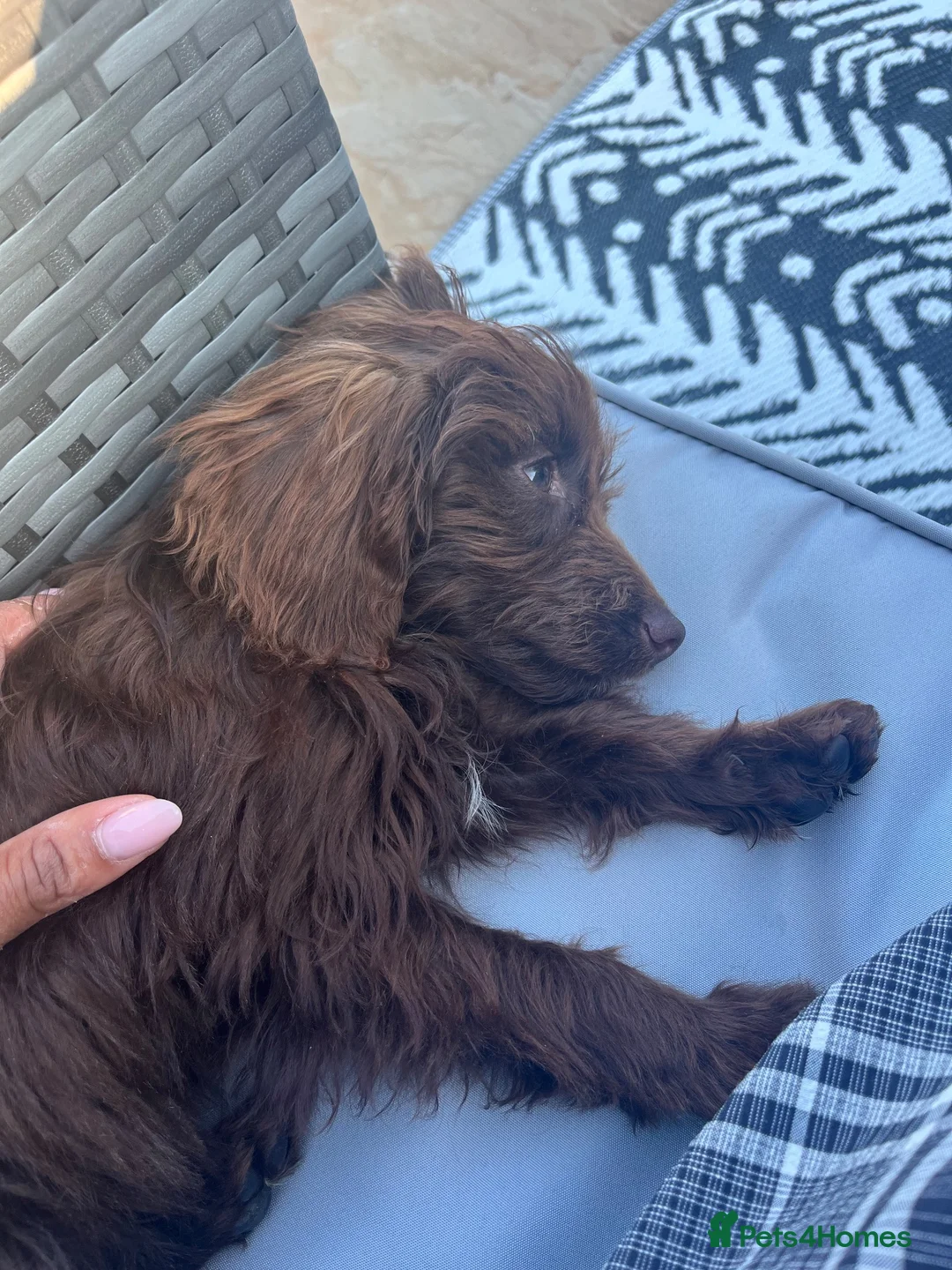 Cavapoo dogs for sale: Mr snuffles  in Wadhurst - Advert 2