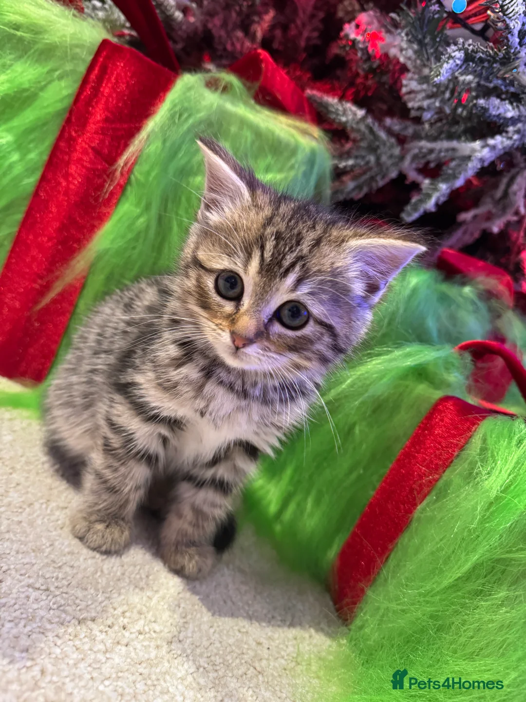 Mixed Breed cats for sale: Siberian x British Shorthair  - Advert 3