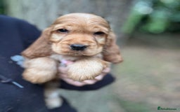 Cocker Spaniel dogs for sale: ALL GOLDEN 100% SHOW TYPE HEALTH TESTED PARENTS  - Image 15