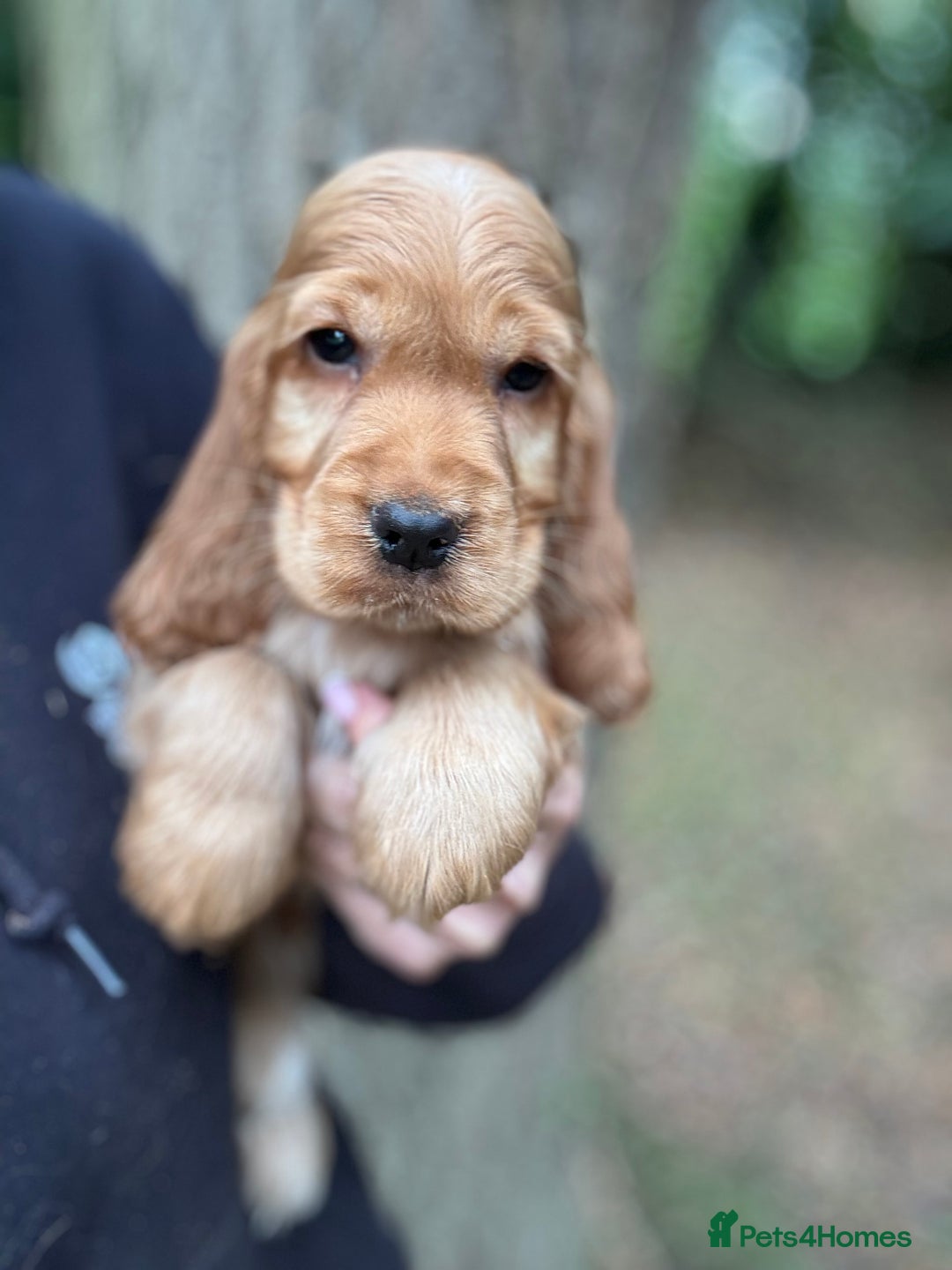 Cocker Spaniel dogs for sale: ALL GOLDEN 100% SHOW TYPE HEALTH TESTED PARENTS  - Image 15