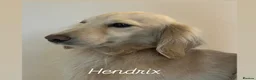 Miniature Dachshund dogs for sale: Miniature long haired cream boys  - Advert 5