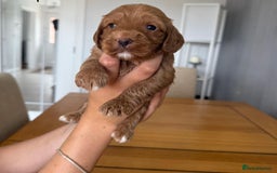 Cockapoo dogs for sale: Red fox mini Cockapoo puppies in Alfreton - Image 14