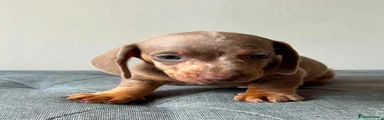 Miniature Dachshund 7